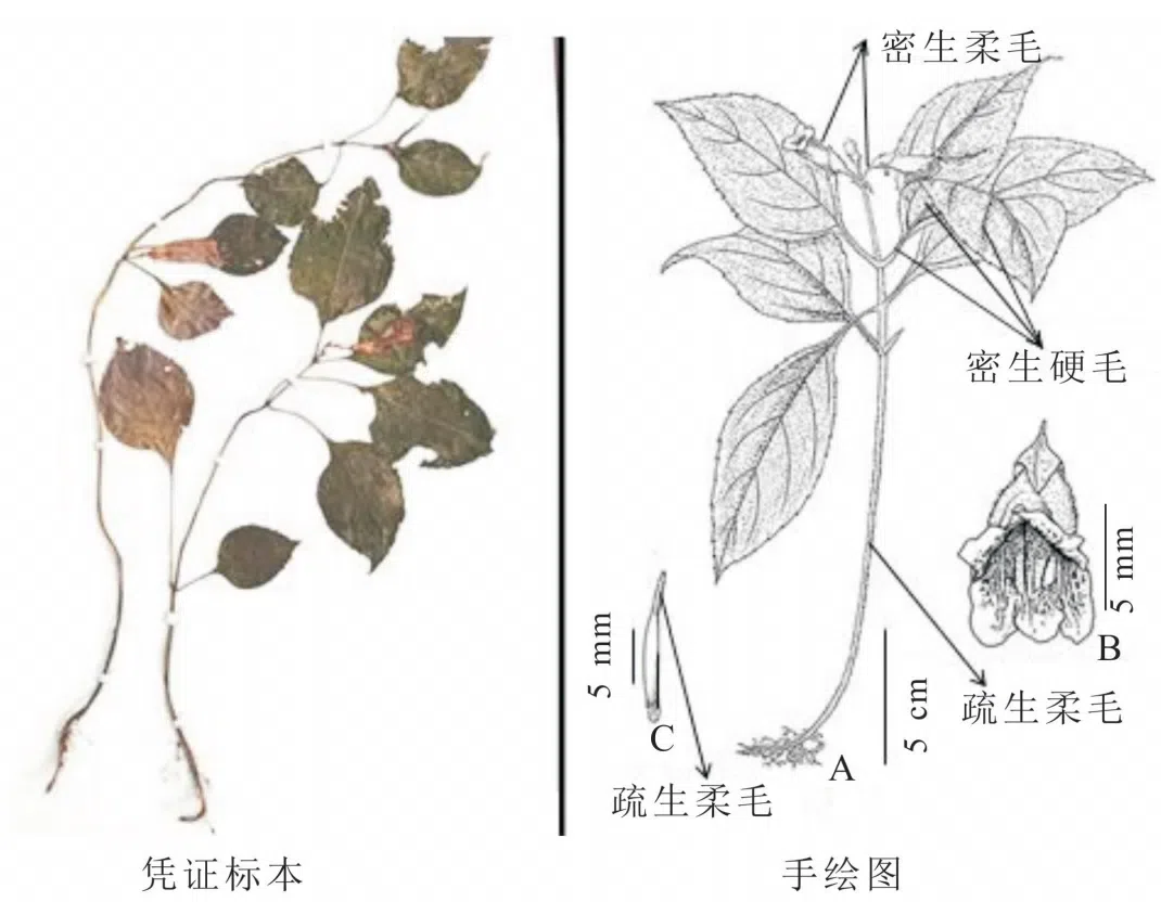 2021年度发表的苦苣苔科植物新分类群和分布新记录（18）