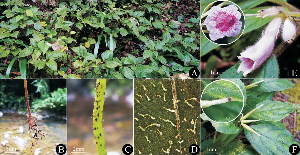 2021年度发表的苦苣苔科植物新分类群和分布新记录（18）