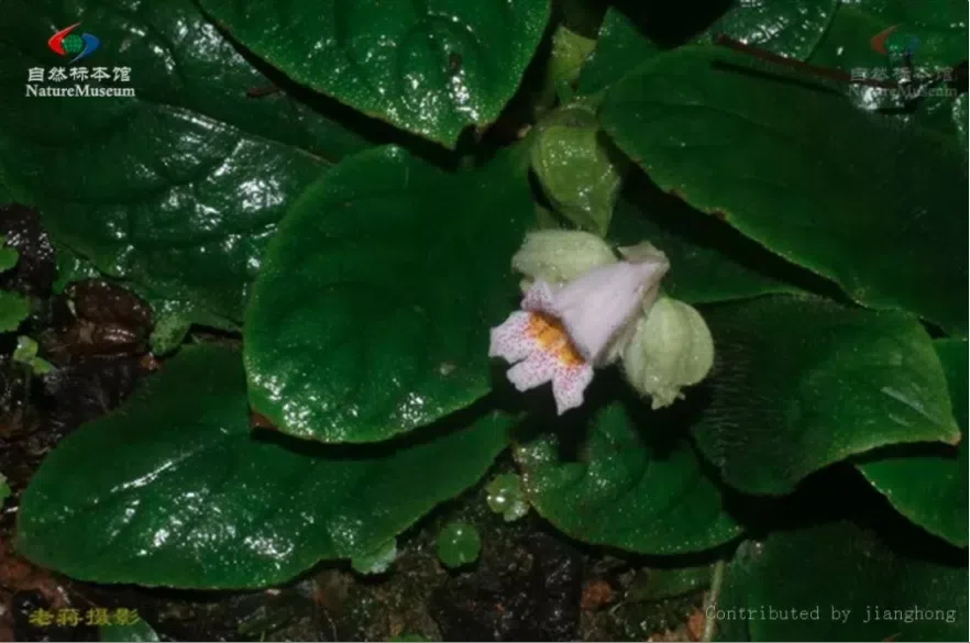 The recently published new taxa and new records of Gesneriaceae from China before 31 December 2021 (19)