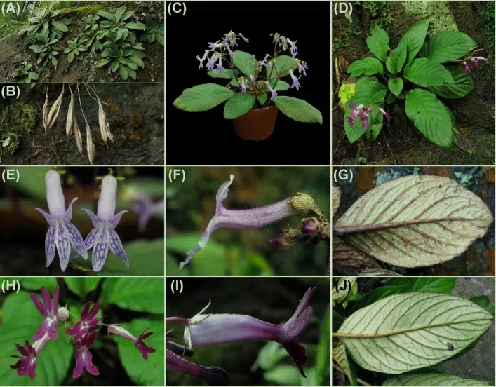 The recently published new taxa and new records of Gesneriaceae from China before 31 December 2021 (20)