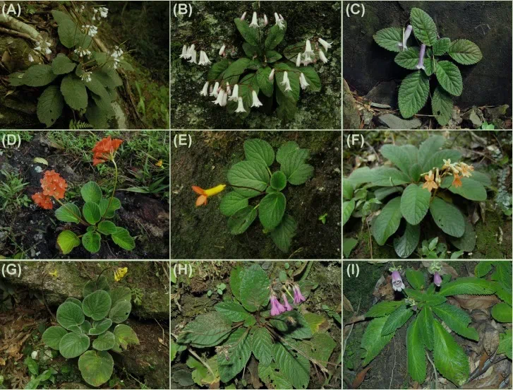 2021年度发表的苦苣苔科植物新分类群和分布新记录（20）