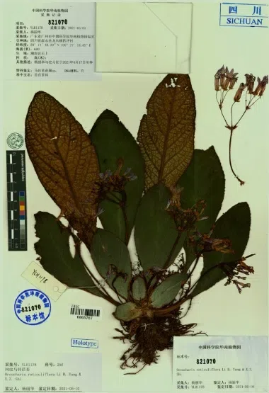 The recently published new taxa and new records of Gesneriaceae from China before 31 December 2021 (20)