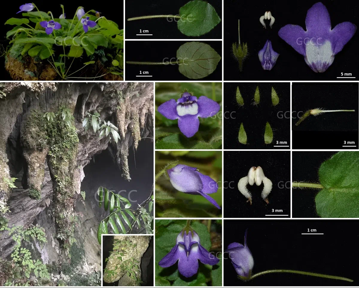 2021年度发表的苦苣苔科植物新分类群和分布新记录（07）