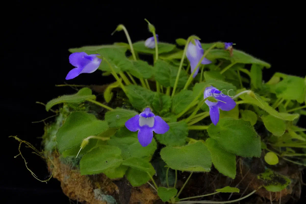 The recently published new taxa and new records of Gesneriaceae from China before 31 December 2021 (07)