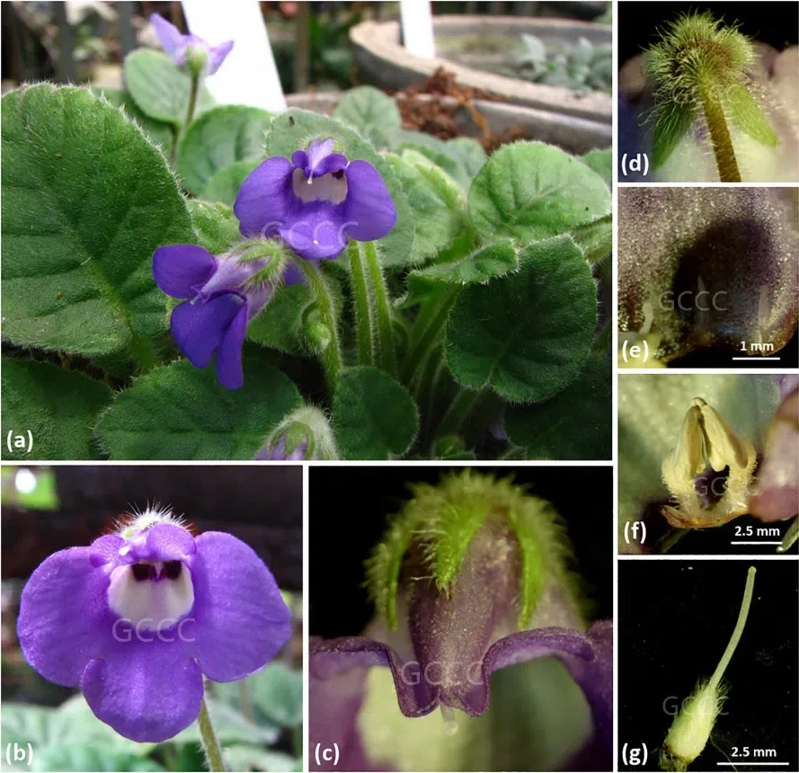 The recently published new taxa and new records of Gesneriaceae from China before 31 December 2021 (07)