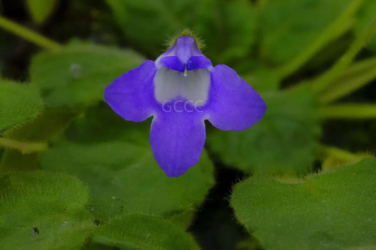 The recently published new taxa and new records of Gesneriaceae from China before 31 December 2021 (07)