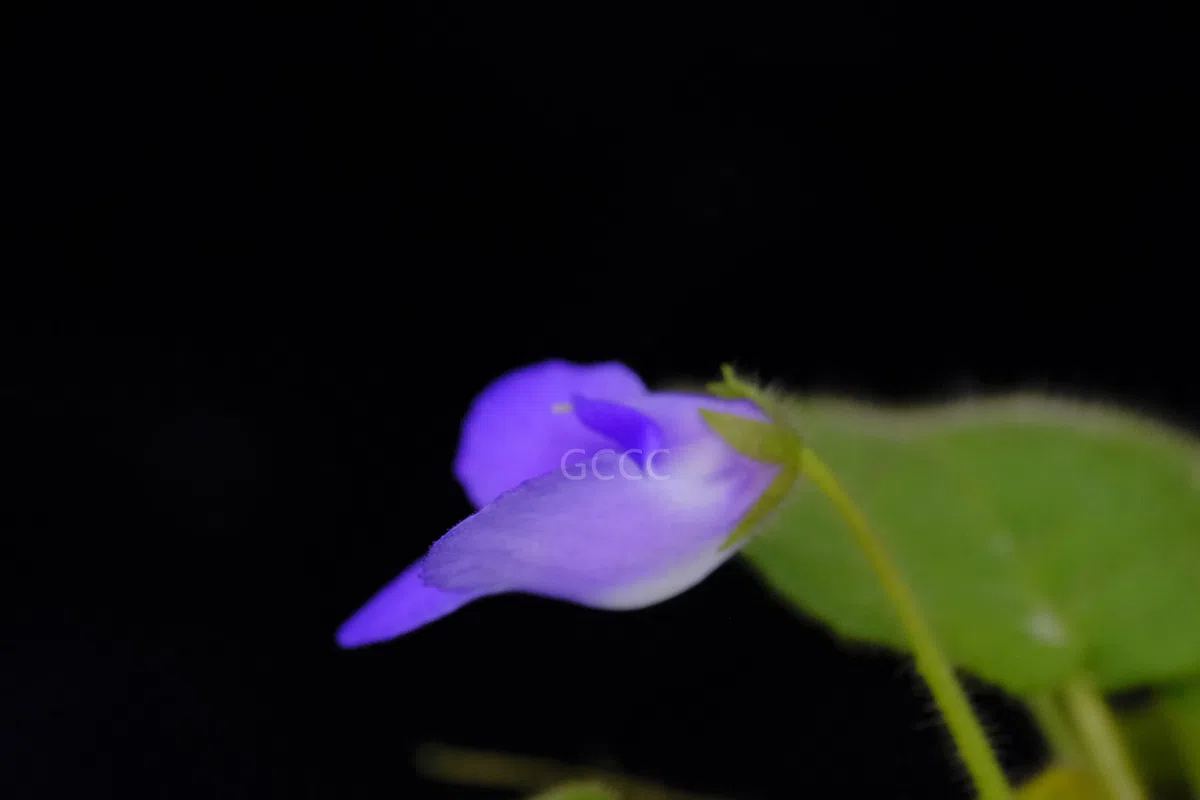 The recently published new taxa and new records of Gesneriaceae from China before 31 December 2021 (07)