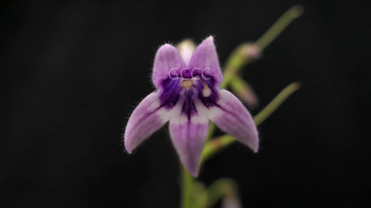 The recently published new taxa and new records of Gesneriaceae from China before 31 December 2021 (08)