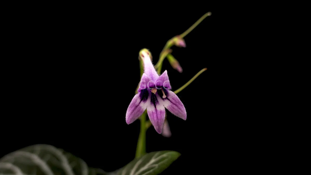 The recently published new taxa and new records of Gesneriaceae from China before 31 December 2021 (08)