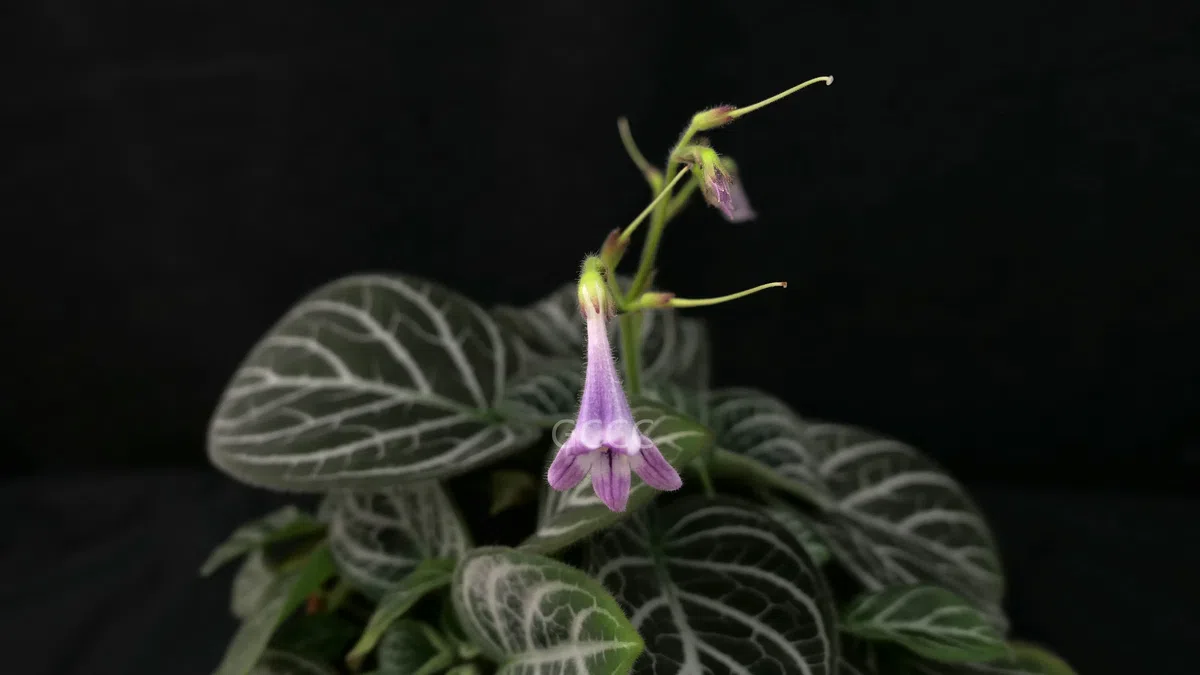 The recently published new taxa and new records of Gesneriaceae from China before 31 December 2021 (08)