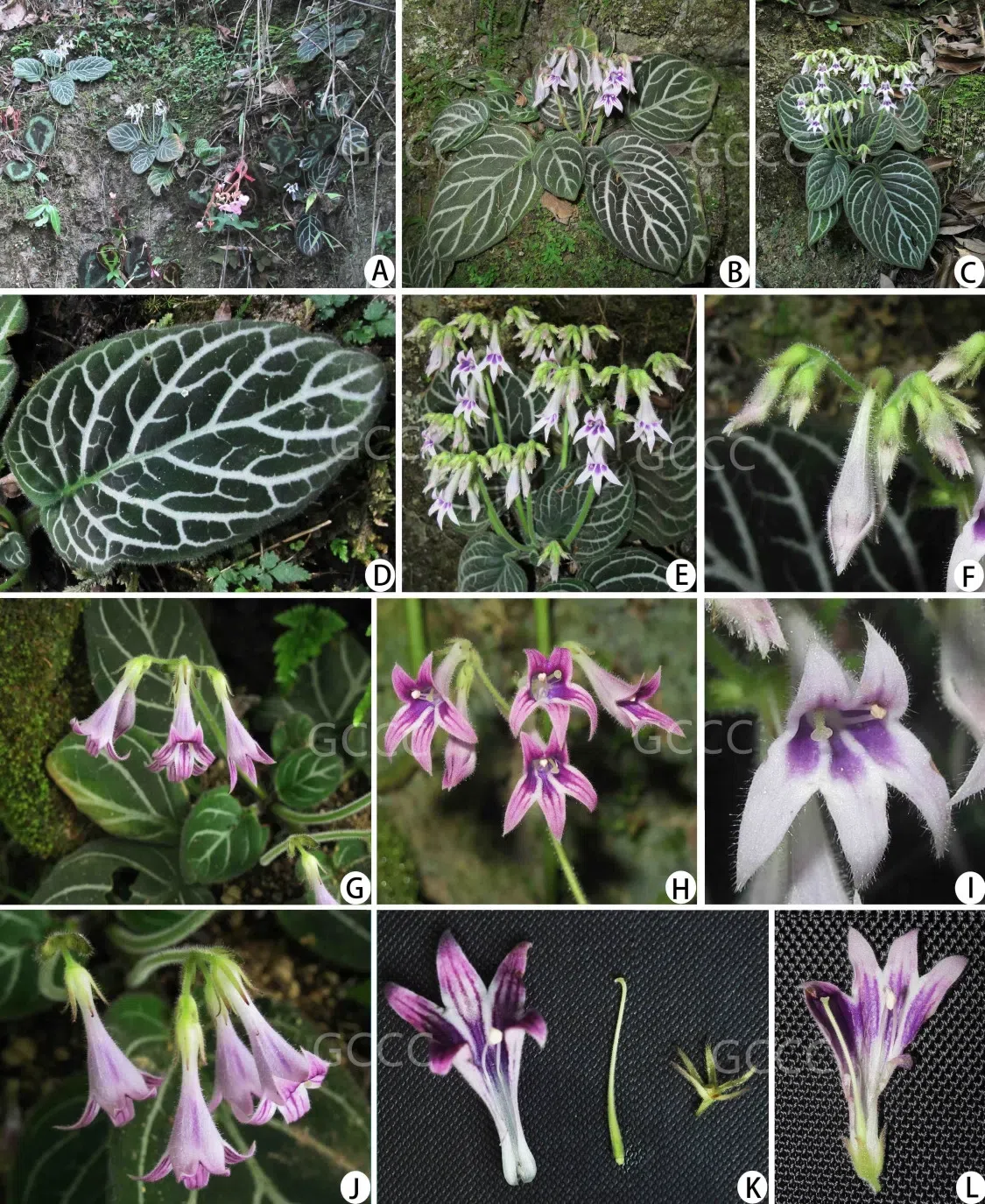 2021年度发表的苦苣苔科植物新分类群和分布新记录（08）