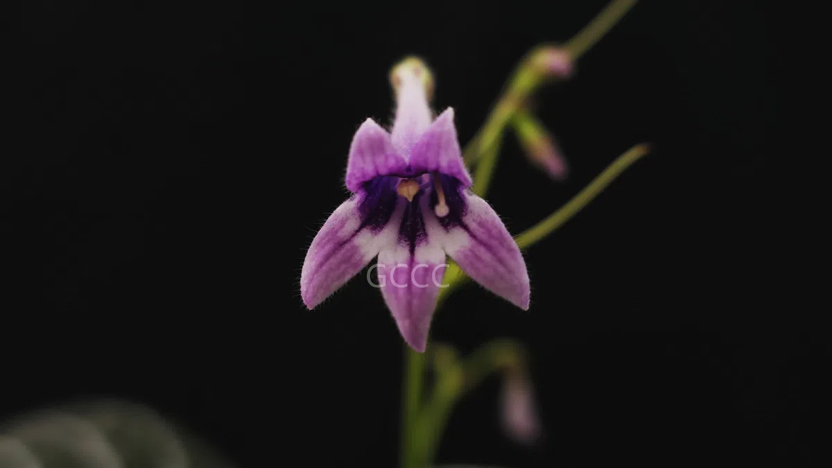 The recently published new taxa and new records of Gesneriaceae from China before 31 December 2021 (08)