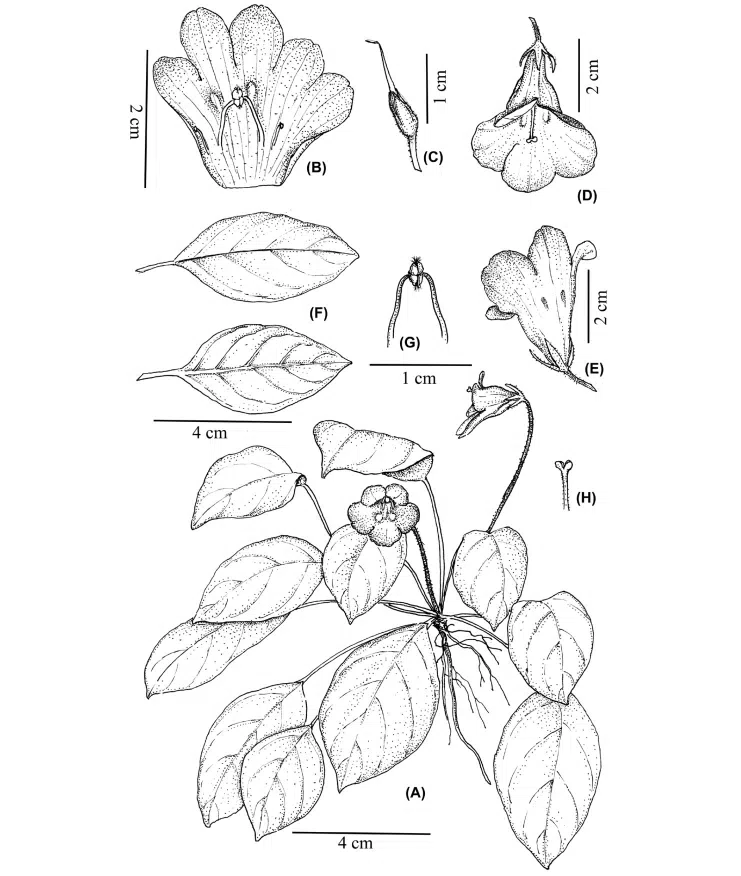 2021年度发表的苦苣苔科植物新分类群和分布新记录（09）