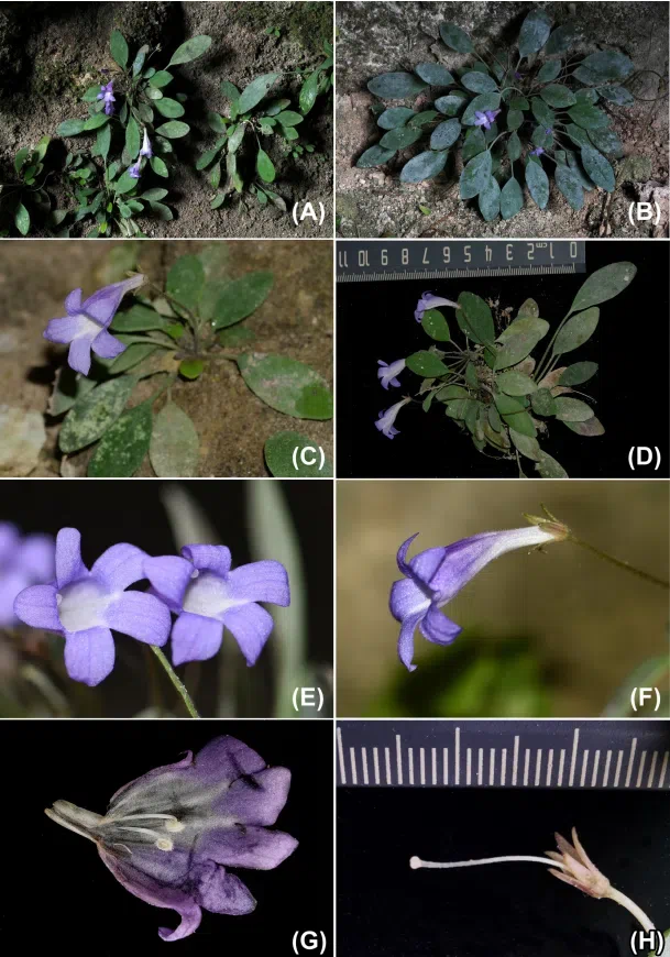 The recently published new taxa and new records of Gesneriaceae from China before 31 December 2021 (09)