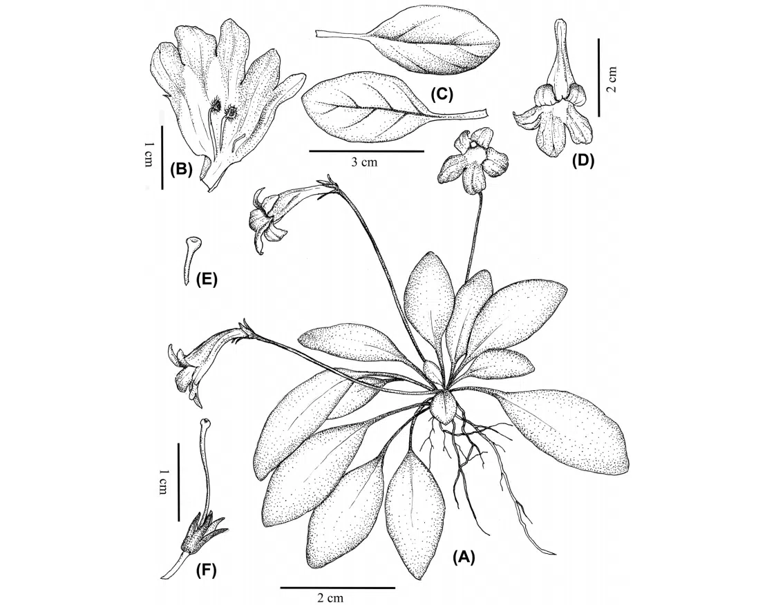 The recently published new taxa and new records of Gesneriaceae from China before 31 December 2021 (09)