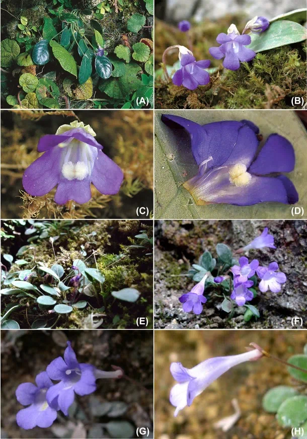 The recently published new taxa and new records of Gesneriaceae from China before 31 December 2021 (09)