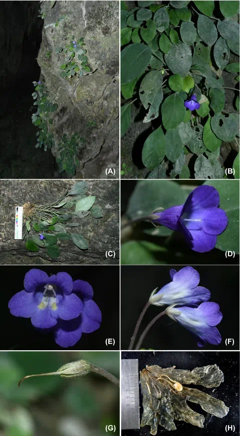 The recently published new taxa and new records of Gesneriaceae from China before 31 December 2021 (09)