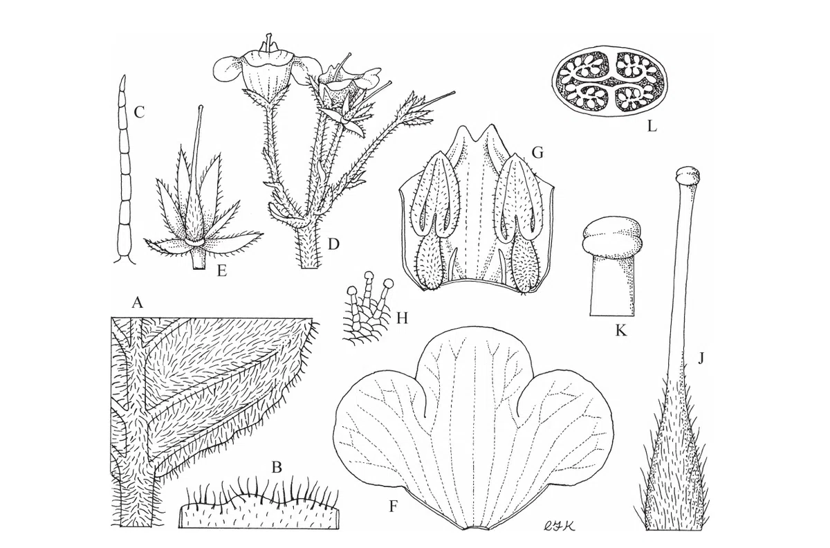 The recently published new taxa and new records of Gesneriaceae from China before 31 December 2021 (10)