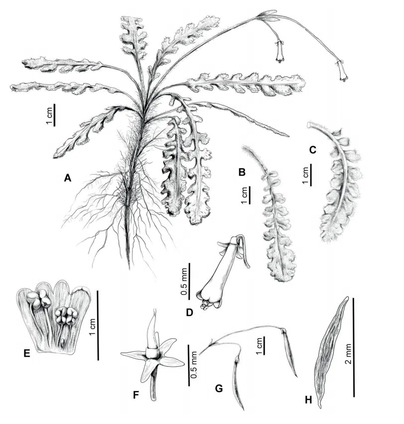 2021年度发表的苦苣苔科植物新分类群和分布新记录（11）