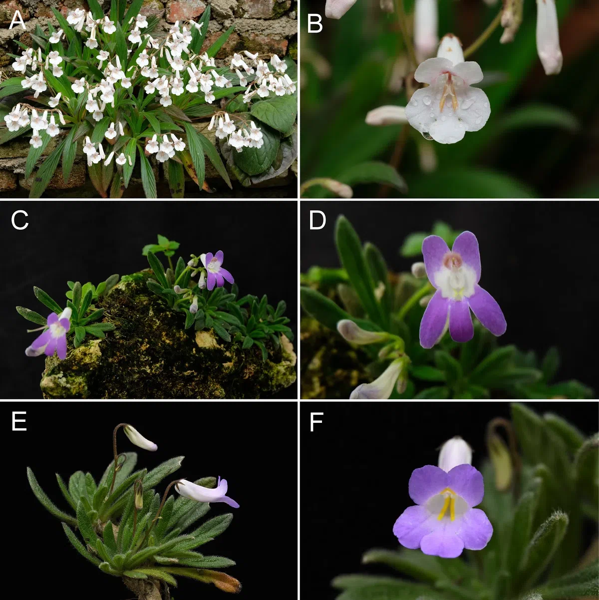 The recently published new taxa and new records of Gesneriaceae from China before 31 December 2021 (12)