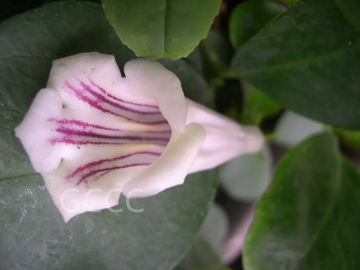 The recently published new taxa and new records of Gesneriaceae from China before 31 December 2021 (13)