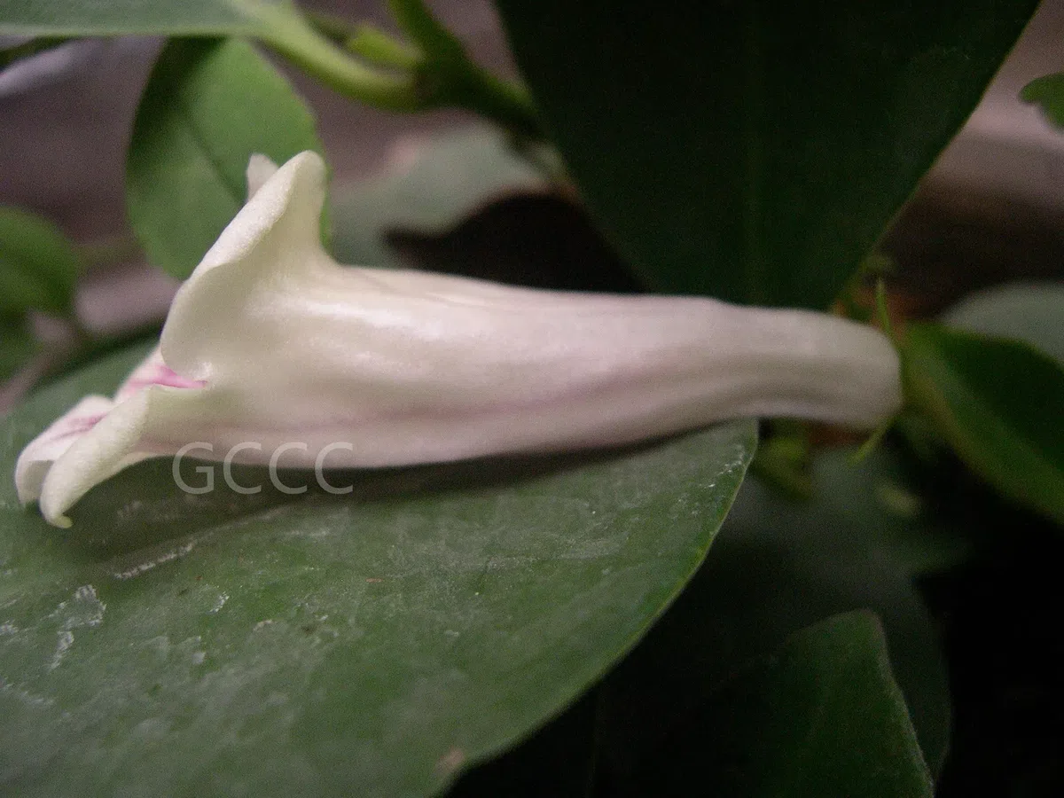 The recently published new taxa and new records of Gesneriaceae from China before 31 December 2021 (13)