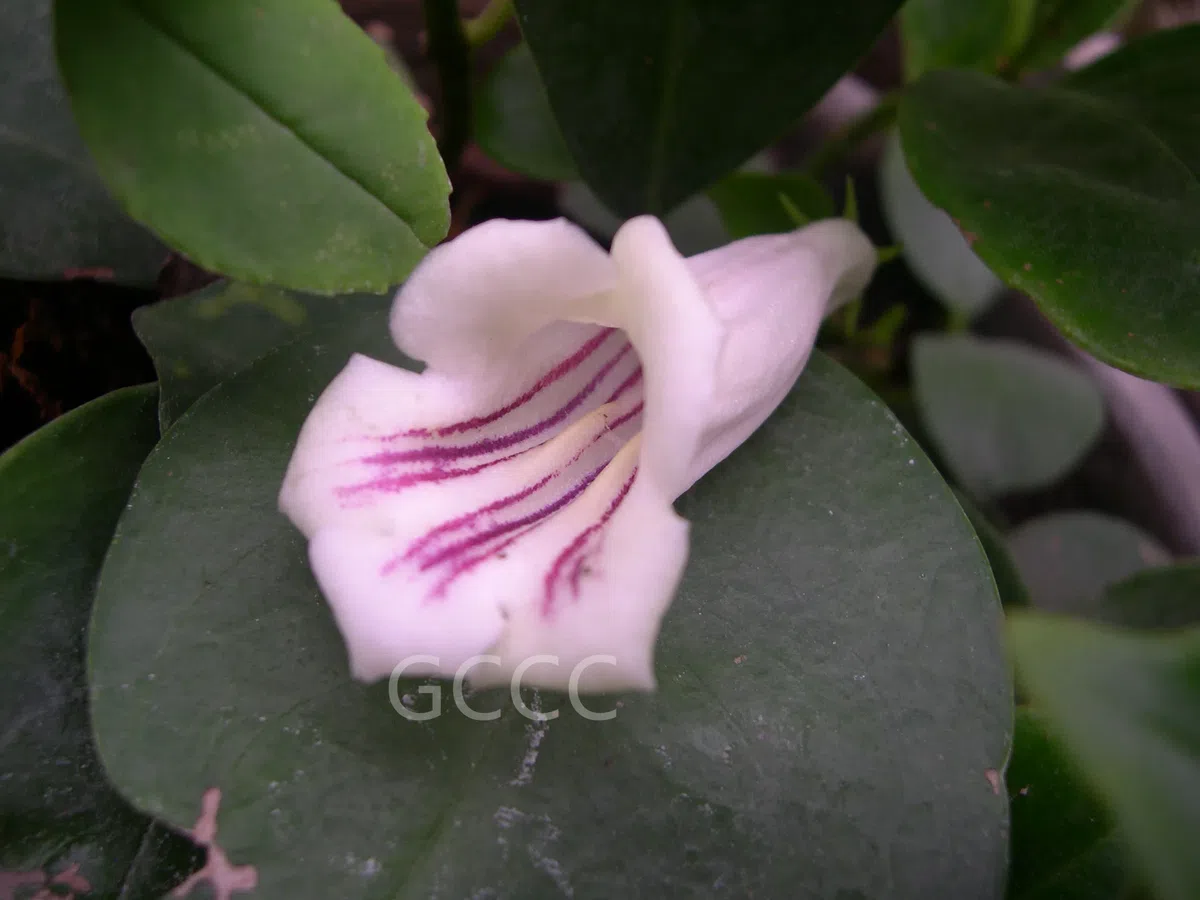 The recently published new taxa and new records of Gesneriaceae from China before 31 December 2021 (13)