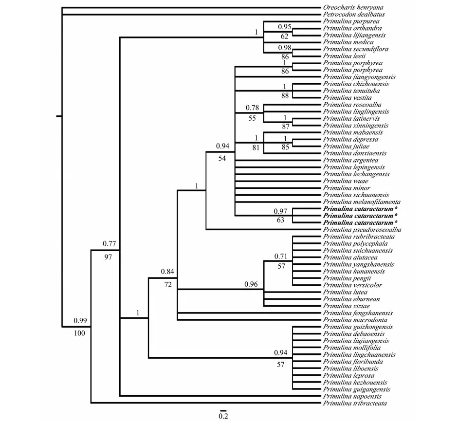 The recently published new taxa and new records of Gesneriaceae from China before 31 December 2021 (15)