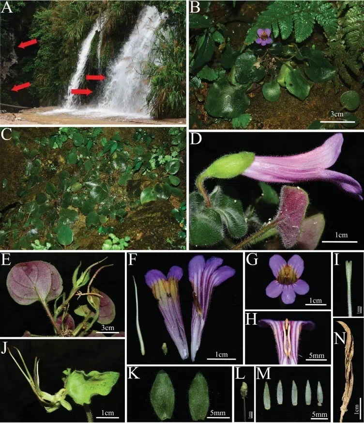 The recently published new taxa and new records of Gesneriaceae from China before 31 December 2021 (15)