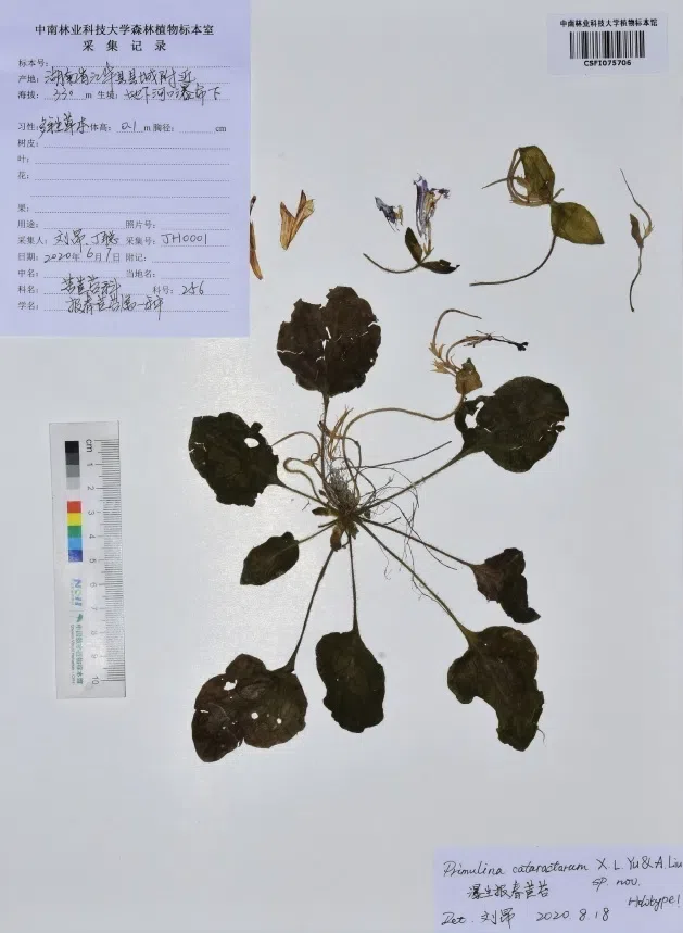 The recently published new taxa and new records of Gesneriaceae from China before 31 December 2021 (15)