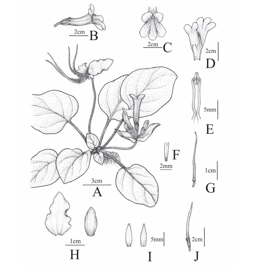 The recently published new taxa and new records of Gesneriaceae from China before 31 December 2021 (15)