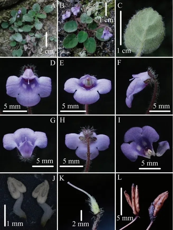 The recently published new taxa and new records of Gesneriaceae from China before 31 December 2021 (16)