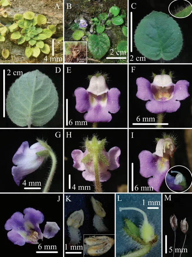 2021年度发表的苦苣苔科植物新分类群和分布新记录（16）