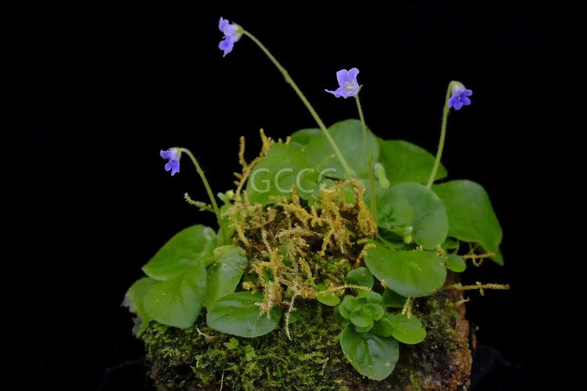 四种苦苣苔科植物被列入《国家重点保护野生植物名录》