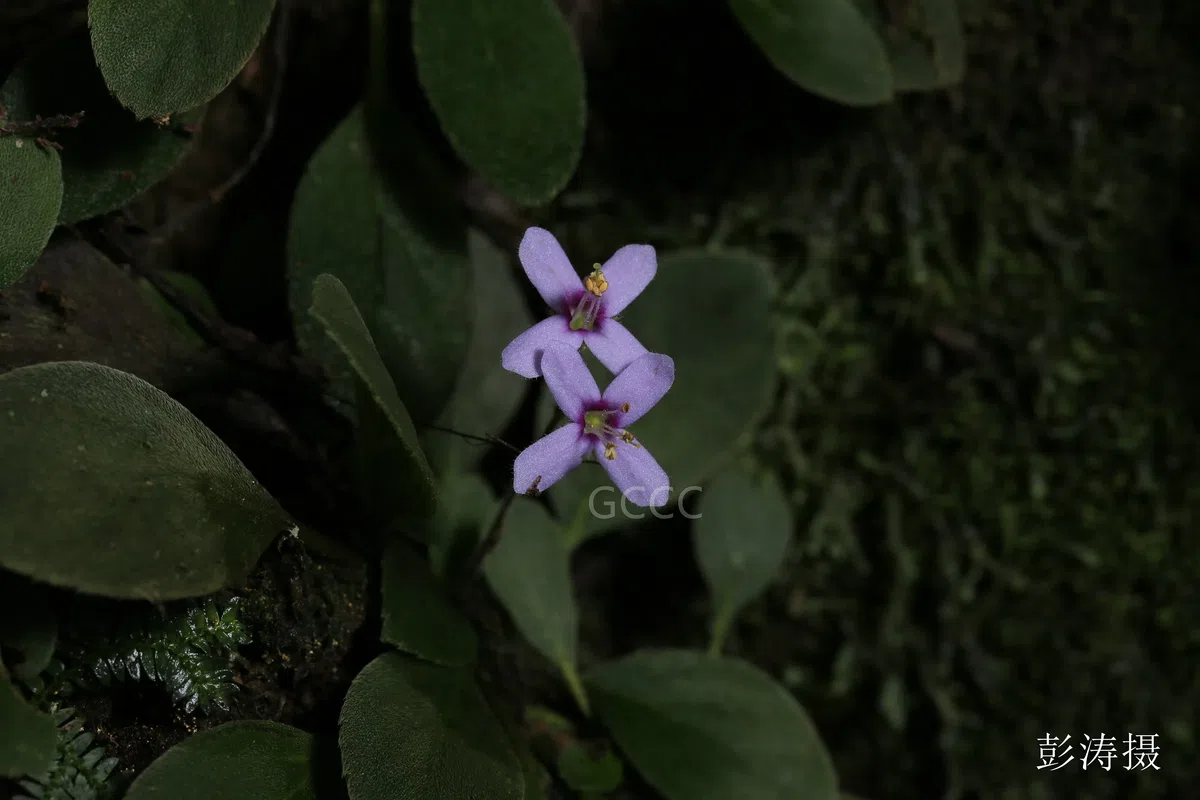  Four species of the Gesneriaceae are listed to the National Key Protected Wild Plants for Conservation