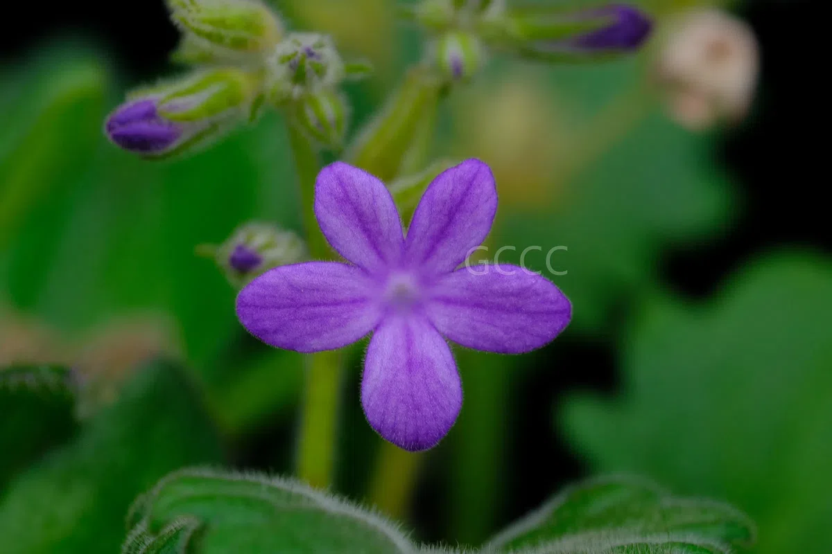 四种苦苣苔科植物被列入《国家重点保护野生植物名录》