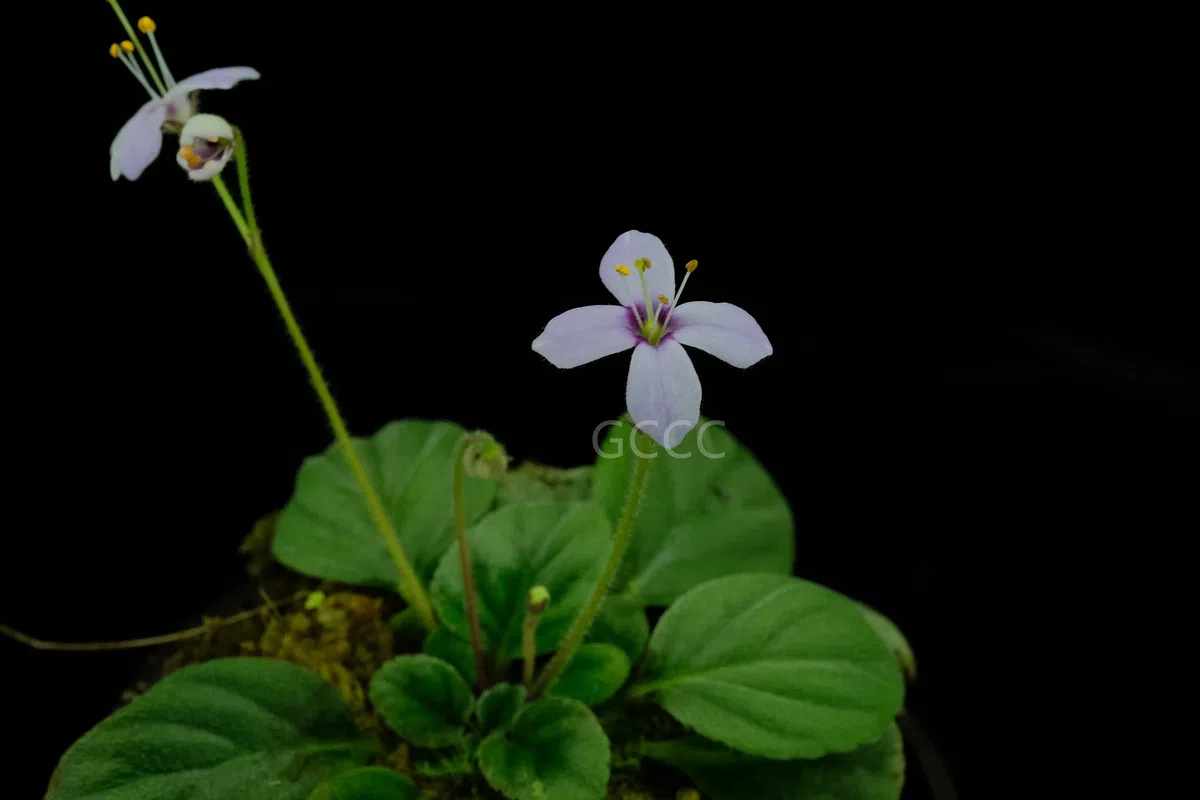 四种苦苣苔科植物被列入《国家重点保护野生植物名录》