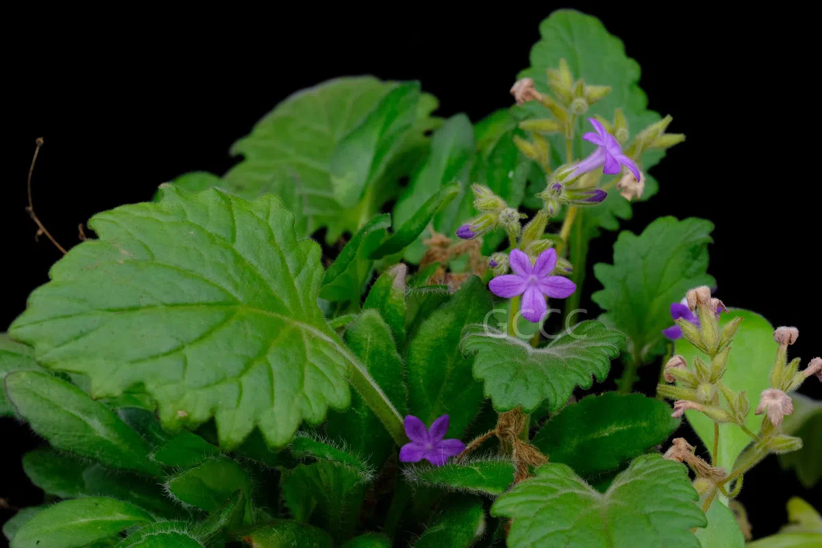 四种苦苣苔科植物被列入《国家重点保护野生植物名录》