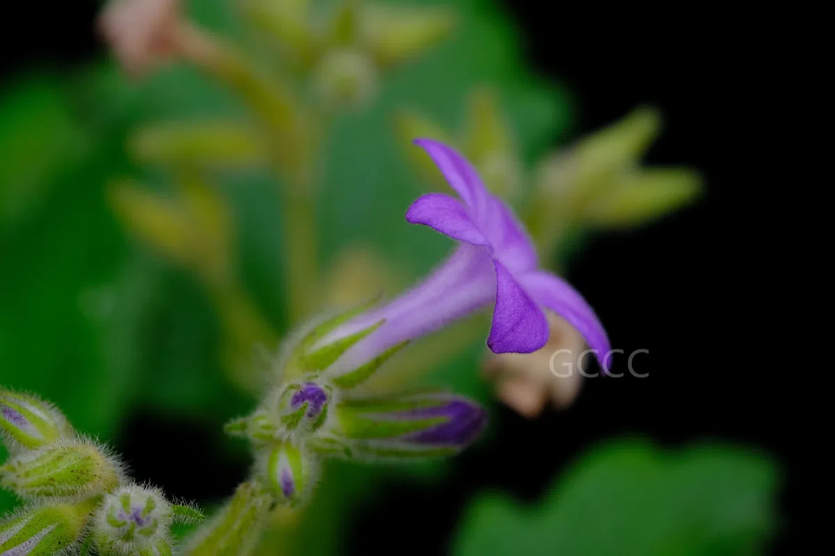 四种苦苣苔科植物被列入《国家重点保护野生植物名录》