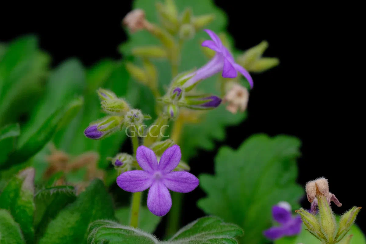  Four species of the Gesneriaceae are listed to the National Key Protected Wild Plants for Conservation