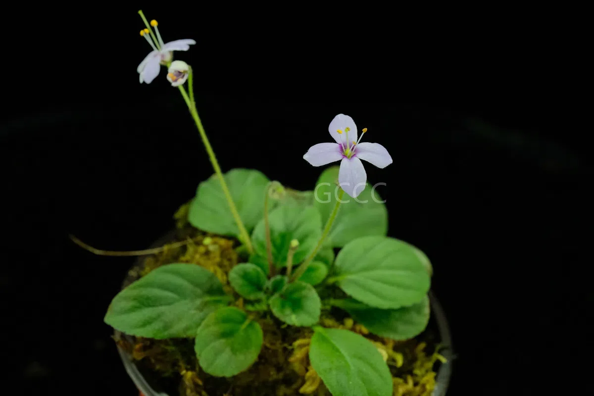  Four species of the Gesneriaceae are listed to the National Key Protected Wild Plants for Conservation