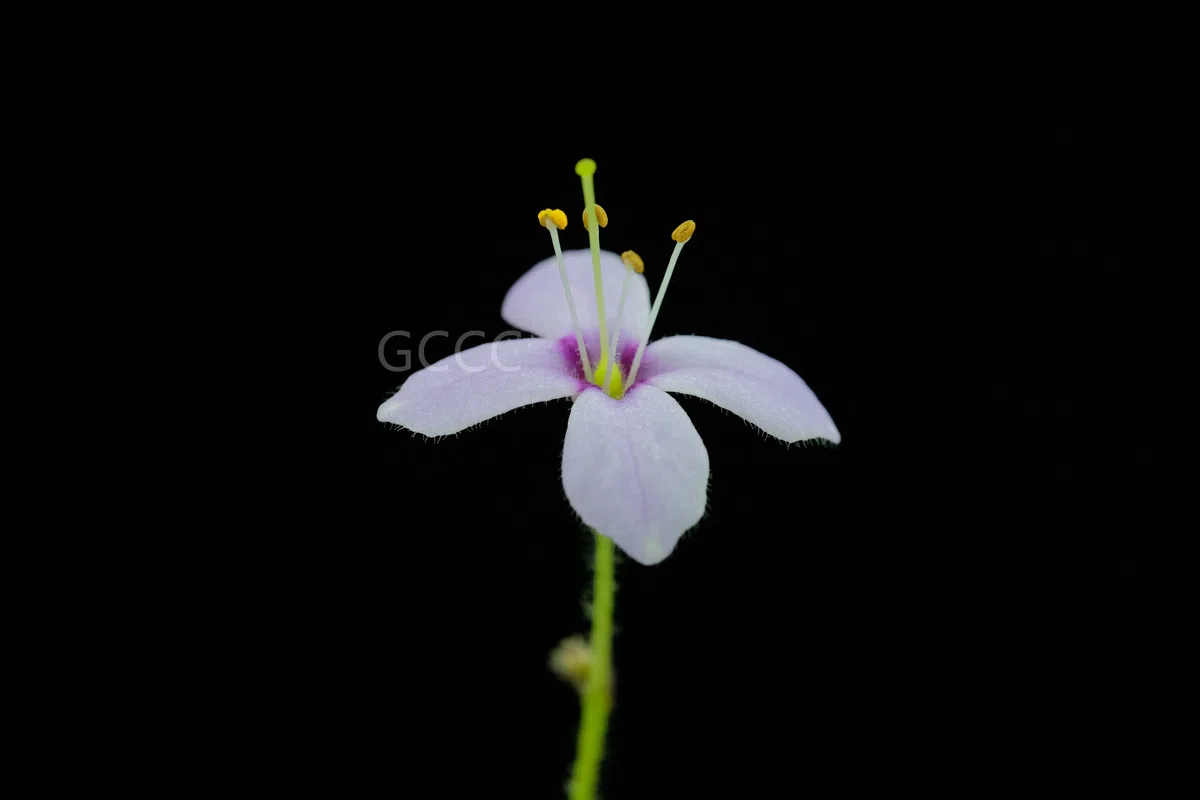  Four species of the Gesneriaceae are listed to the National Key Protected Wild Plants for Conservation