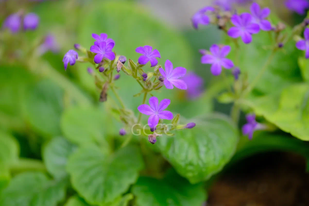  Four species of the Gesneriaceae are listed to the National Key Protected Wild Plants for Conservation