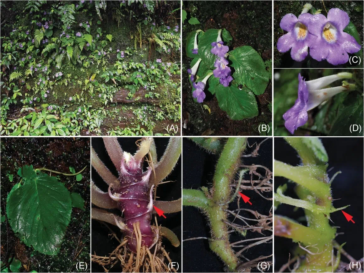 The recently published new taxa and new records of Gesneriaceae from China before 31 December 2021 (17)