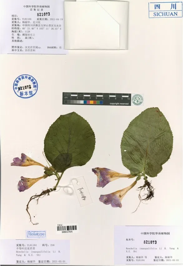 The recently published new taxa and new records of Gesneriaceae from China before 31 December 2021 (17)