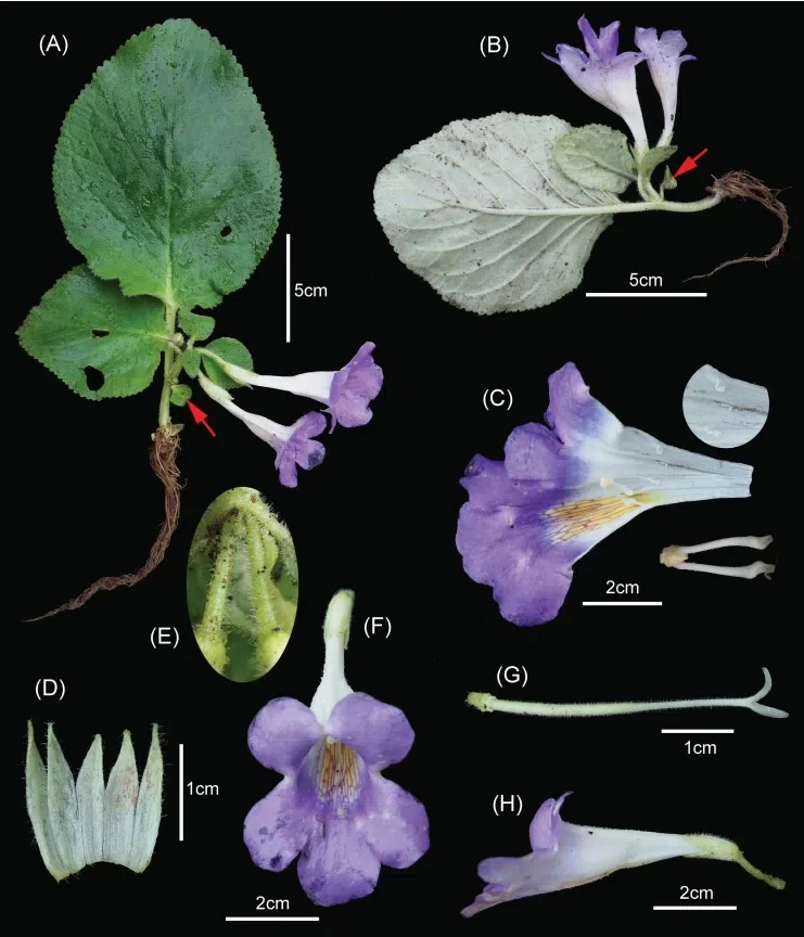 2021年度发表的苦苣苔科植物新分类群和分布新记录（17）